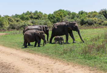 Naklejka premium Close up of elephant family with a newborn baby elephant in a National Park of Sri Lanka