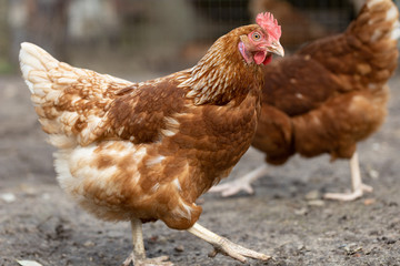Huhn in Freilandhaltung