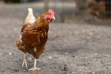 Huhn in Freilandhaltung