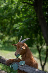 Fototapeta premium goat on the farm eating eucaliptus