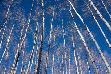 Winter Aspens