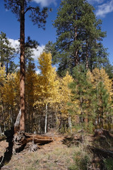 Autumn deciduous forest