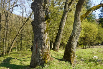 Forest in Romania 2020