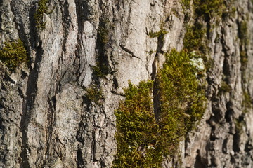Forest in Romania 2020