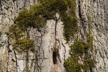 Forest in Romania 2020