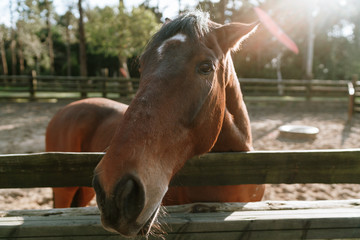 Brown horse in a farmer of Spain