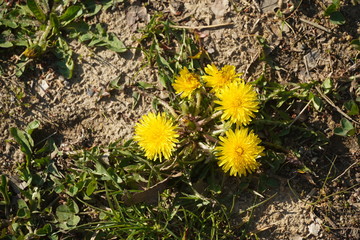 Yellow dandelion 