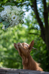 goat in the grass