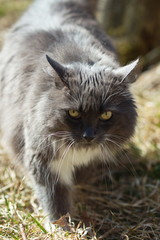 Naklejka na ściany i meble Domestic grey cat on a small farm in Ontario, Canada.