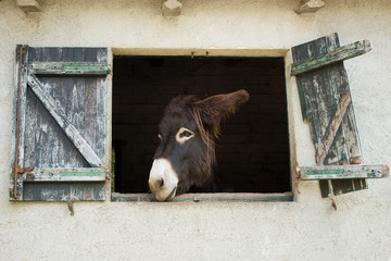 donkey head peeking out of a barn window