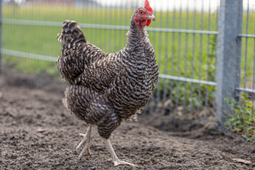 Alte Nutztierrasse Sperber Hühner in Freilandhaltung