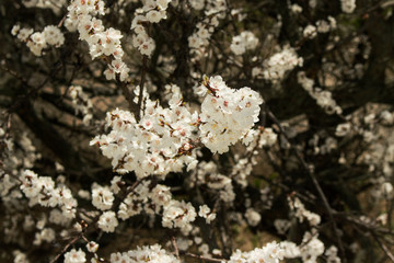 apricot blossom in the city