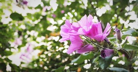 pink flowers in the garden