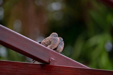 Two zebra dove bird on steel.