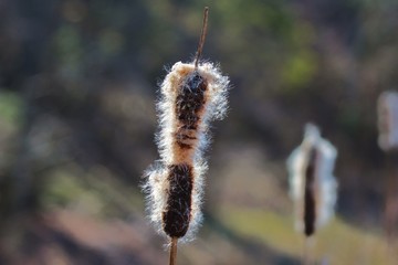 Fluffy seeds of bulrushes in the spring