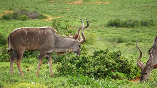 Group of Greater Kudu eating forbs in Addo Park Savanna, dolly left
