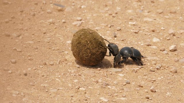 Two dung beetles rolling dung ball in Addo Elephant National Park, close up