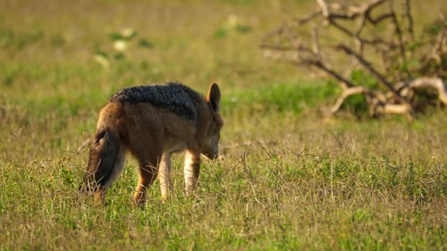Tracking shot of black-backed Jackal in Addo Park, Port Elizabeth strolling through grass