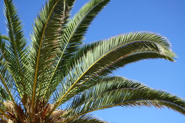 Obraz premium palm tree leaves