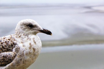 female seagull