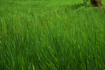 Picture of carex aquatillis plant grown in agricultural field