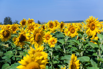 yellow sunflower field in summer