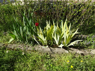 Fototapete bei efototapeten.de bestellen   