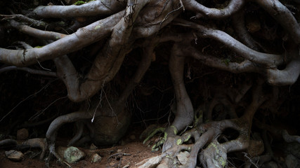 tree roots in the forest