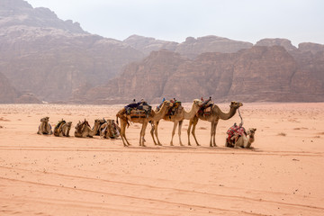 Camel caravan at a halt in the Wadi Rum desert in Jordan
