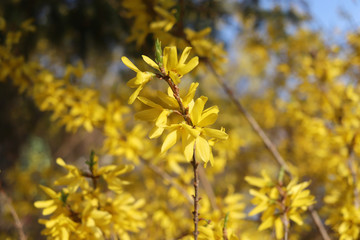 Yellow blooming Forsythia flowers in spring close up. It is an ornamental deciduous shrub of garden...