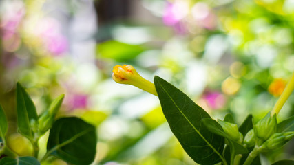 Four o'clock flowers or Bunga pukul empat in Indonesian name, which are yellow and have black seeds, with the scientific name Mirabilis jalapa