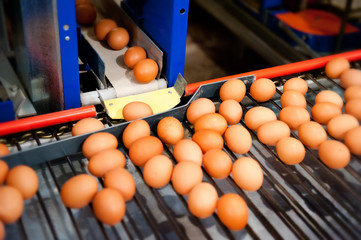 eggs lie on the sorting tape at the factory