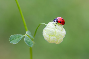 ladybug on a leaf