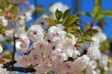 Cherry blossoms in the Park in spring