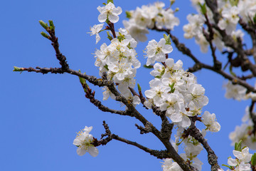 Plum blossom in spring. Beautiful floral background.