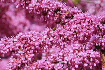Cercis siliquastrum branches with pink flowers in spring