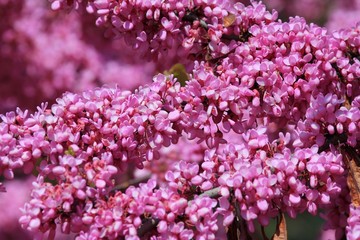 Cercis siliquastrum branches with pink flowers in spring