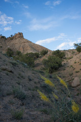 Desert Flowers