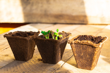 Green fresh plants in the biodegradable pots on wooden background. Seedling