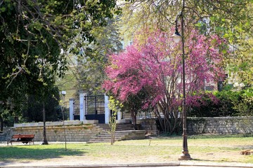 Flowering Cercis siliquastrum in the Park in spring