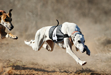 Greyhounds running  - 341751280