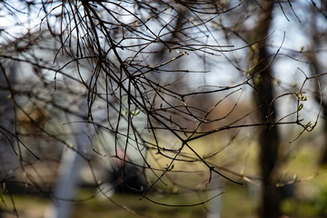 branch of trees in the morning