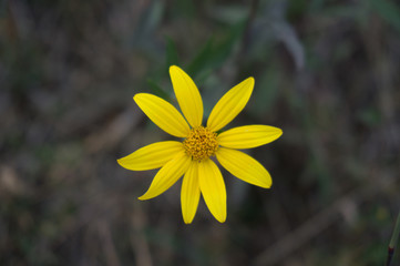 Perfect Petals