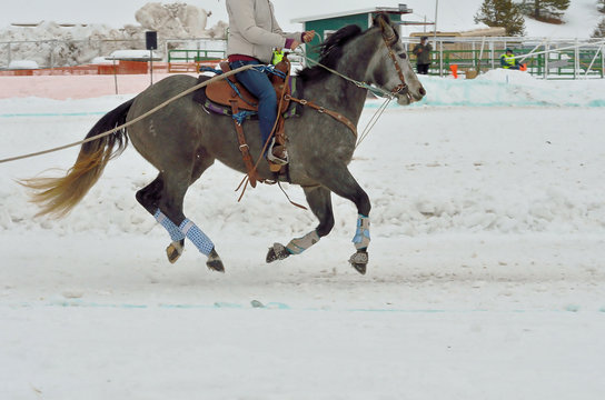 Horse gallops over snow during a skijoring competition has cleats on its shoes.