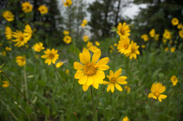 Field of Flowers