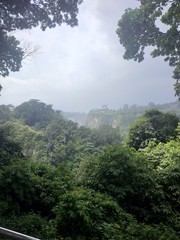 morning in the forest