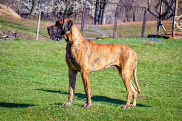 Great dane