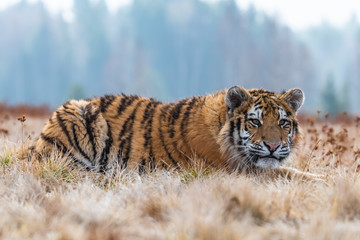 Siberian Tiger running. Beautiful, dynamic and powerful photo of this majestic animal. Set in environment typical for this amazing animal. Birches and meadows