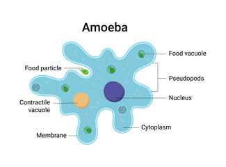 Vector illustration of amoeba anatomy. Educational structure - obrazy, fototapety, plakaty