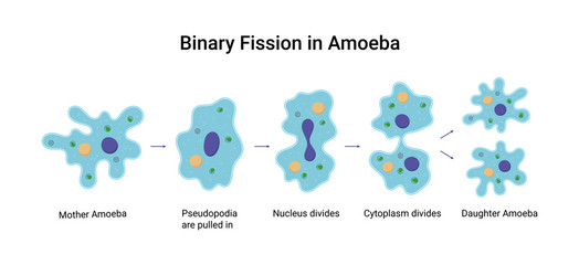 Binary fission in amoeba. Vector educational illustration